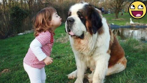 When a Baby’s World Is a Dog’s Heart 💖🐶👶