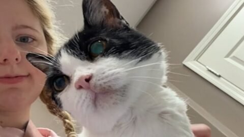 Cat has unusual 'dinosaur purrs'