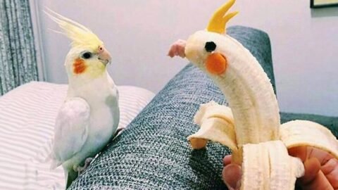 Forget Dogs, These Birds Are The Best Comedians 🤣 Funniest Animal Videos 2025