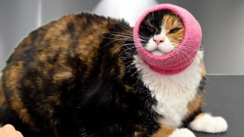 This Chubby Calico Cat Sings the Most HILARIOUS Song of Her People 😂