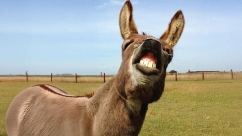 I Dare You Not To Laugh at These Comedian Donkeys 🤣 Funniest Animal Videos