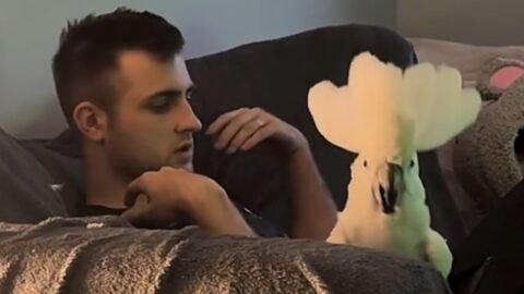 Obsessed cockatoo doesn't let man's wife near him