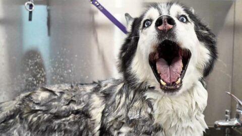 The Most Unexpected Husky Grooming Performance Ever