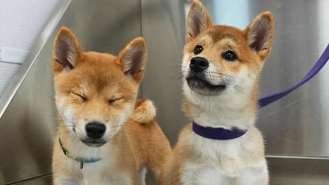 Today I Groomed Two Adorable Fox Pups