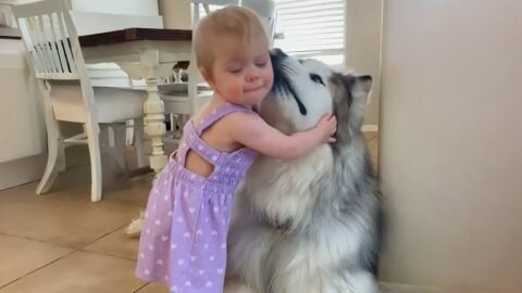 When Adorable Malamutes Prove They're the Best Friends🥰❤️