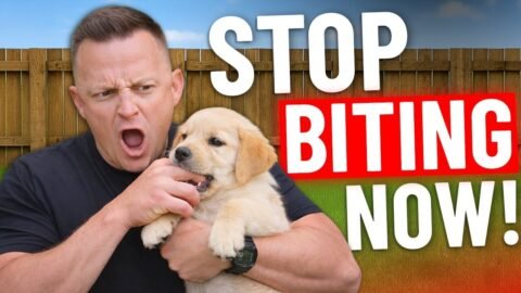 How to STOP Puppy Biting In SECONDS